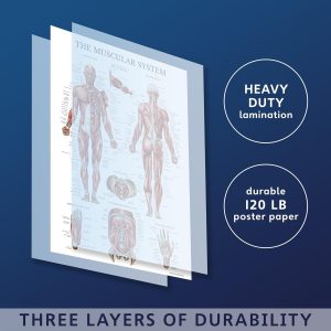 ARS® Muscular & Skeletal System Anatomical Poster Set - Laminated 2 Chart Set - Human Skeleton & Muscle Anatomy - Double Sided, 18x27 inch - Image 3