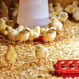 ARS® Wood Chips Bedding for Rabbits Hamsters, cats,Chinchillas Birch Bedding Sawdust Hamster Accessories for Litter and Erasion (300g) - Image 5