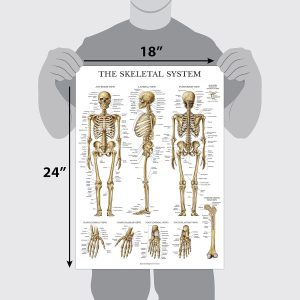 ARS® Muscular & Skeletal System Anatomical Poster Set - Laminated 2 Chart Set - Human Skeleton & Muscle Anatomy - Double Sided, 18x27 inch - Image 6