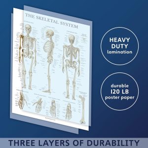 ARS® Muscular & Skeletal System Anatomical Poster Set - Laminated 2 Chart Set - Human Skeleton & Muscle Anatomy - Double Sided, 18x27 inch - Image 4